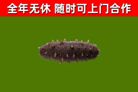 沅江市回收海参干
